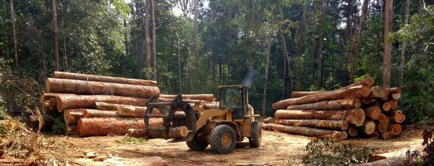  Edgewood, MD Tree Care Pros