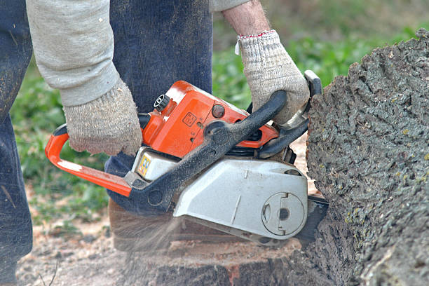 Best Grass Overseeding  in Edgewood, MD