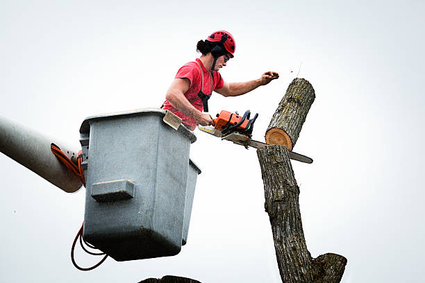 Edgewood, MD Tree Care Company