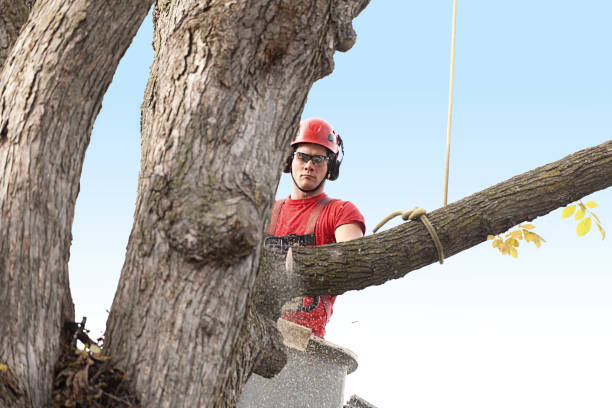 Best Lawn Pest Prevention  in Edgewood, MD